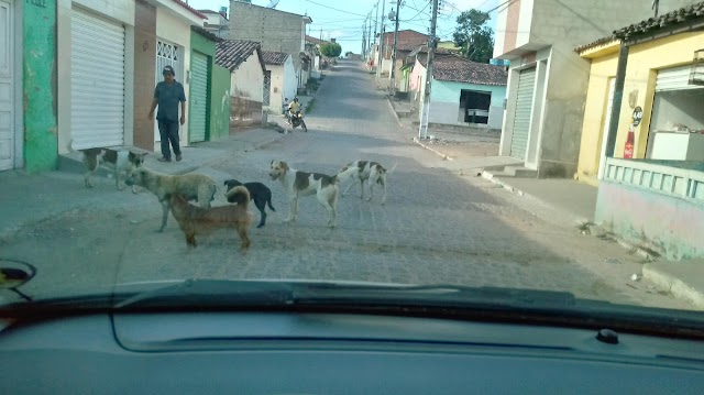 SERÁ QUE TEM CACHORROS SOLTOS NO LOTEAMENTO DE VAVÁ?