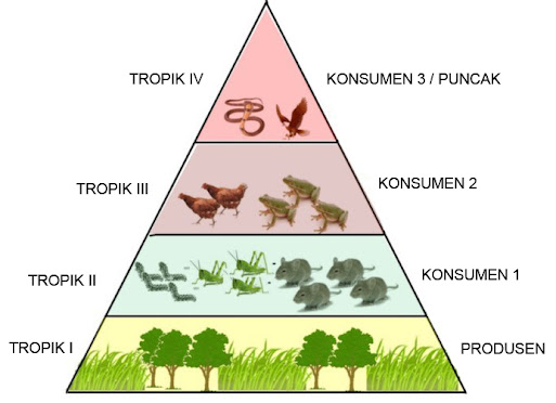 interaksi makhluk hidup, ekosistem, pengertian, contoh, jenis, rantai makanan, perumput, detritus, piramida makanan, jaring makanan, simbiosis,