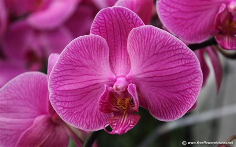 orchid flower pictures