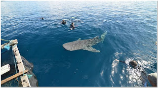 Whale Shark at Botubarani Beach Gotontalo