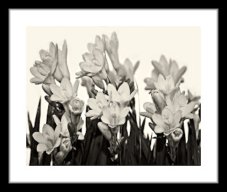 Black and white photograph of wild flowers shot in macro