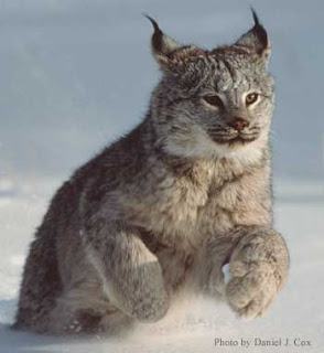 lynx