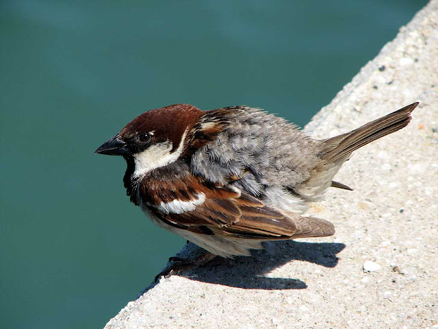 Sparrow, Porto Mediceo, Livorno