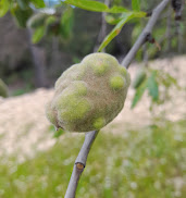 Abolladura en Fruto (Taphrina deformans) en soluciones para el cultivo ecológico del almendro