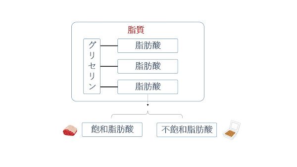 脂質を解説した画像