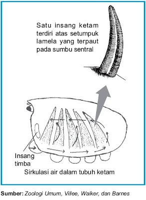 Sistem Penapasan pada Arthropoda Laba-laba Kalajengking