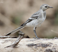 Lavandera blanca o aguzanieves (Motacilla alba)