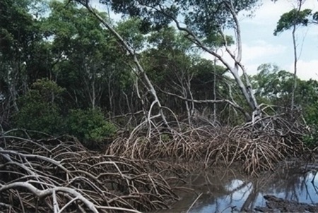 Área de Proteção Ambiental das Reentrâncias Maranhenses - Cururupu, Maranhao