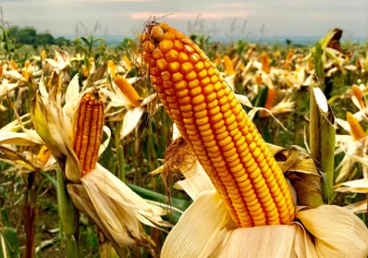 Harga Anjlok, Pemerintah Didorong Beli Jagung Petani Sesuai HPP