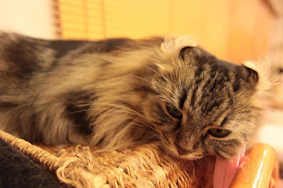 Tokyo's Cat Cafe Seen On  www.coolpicturegallery.us