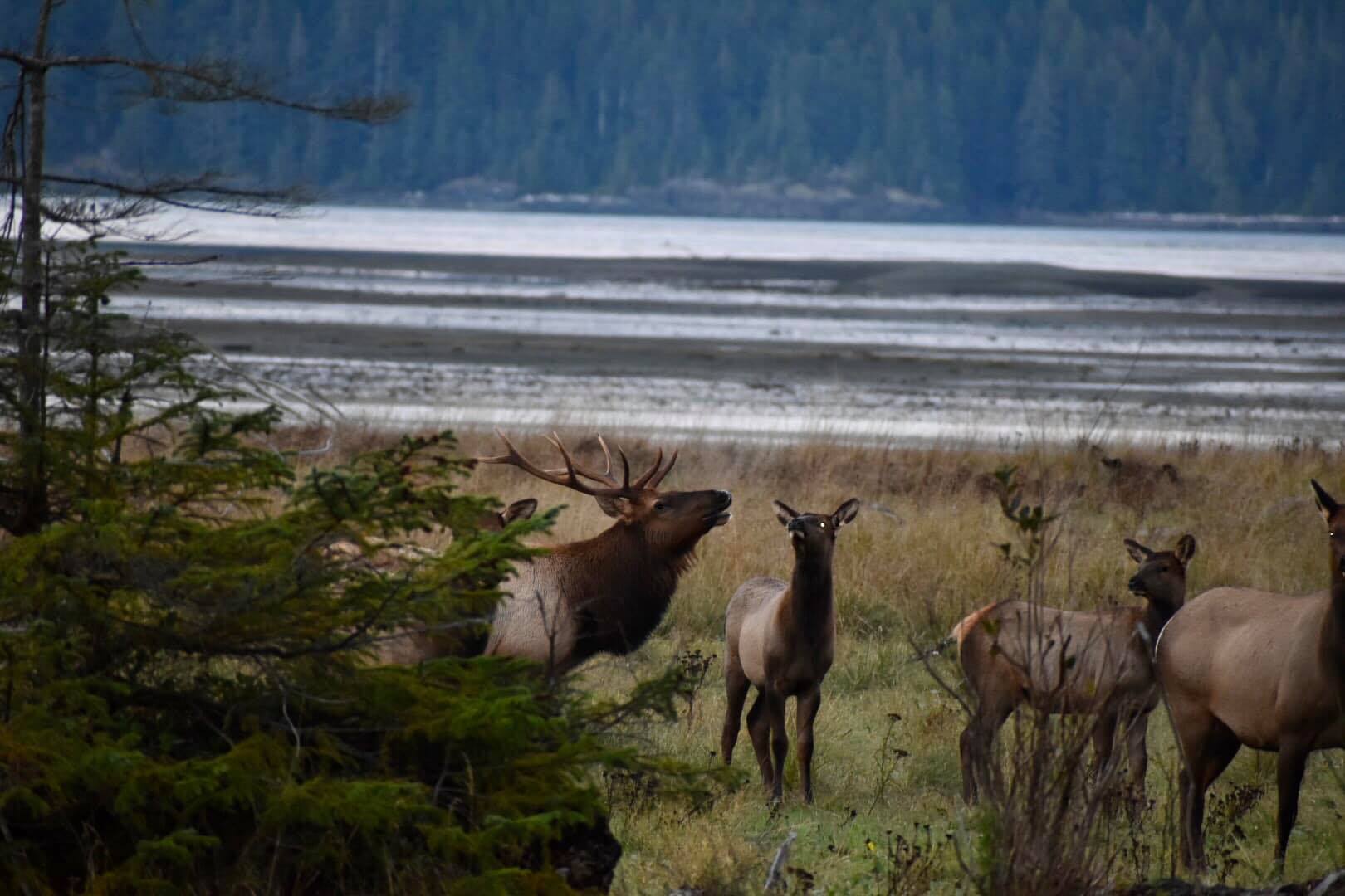 Wildlife Viewing