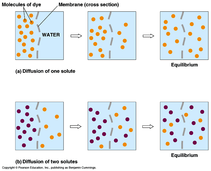 AP Biology for Dummies Cellular Transport