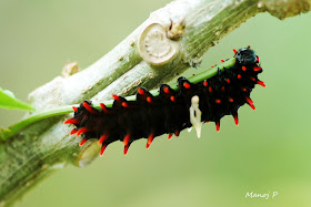 Caterpillar of  Crimson Rose  Butterfly 