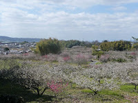 丘陵地の天山を中心に、老樹古木をまじえて数万本の梅の木が群生していたと伝えられている。