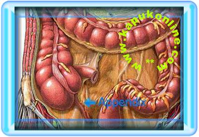 Gambar Organ Appendix