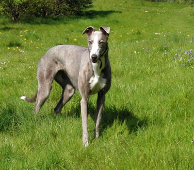 Greyhound