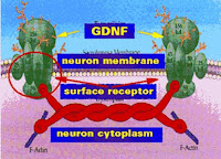 Neurturina factor neurotrófico