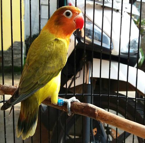 Mengenal Ciri Ciri Burung Lovebird Euwing Serta Harga 