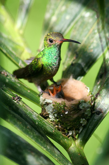 Hummingbird: "Hummingbird with its small cutie pie kids"