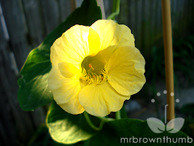 yellow flower on climbing Nasturtium in the garden