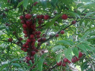 Mahkota Dewa (Phaleria macrocarpa [Scheff.] Boerl.)