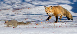 The Squirrels Hunter- Mircea Costina