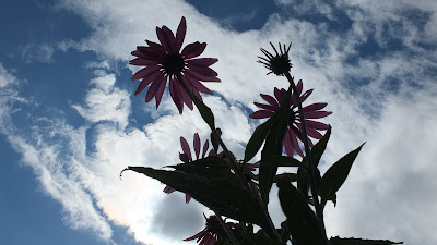 Echinacea from below