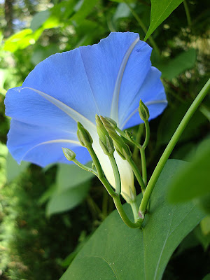 blue morning glory