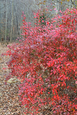 Southern Meadows Blog