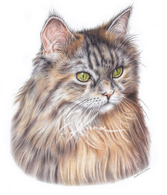 Colored pencil portrait of a cat with long fur