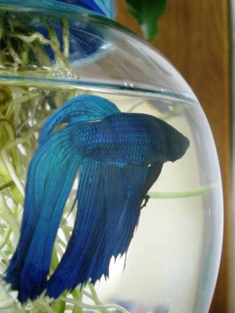 betta fish centerpieces for