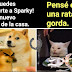 Memes: Cheems Gato y rubia. Un perro chihuahua parece una rata gorda.