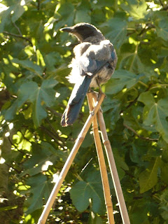 western scrub jay