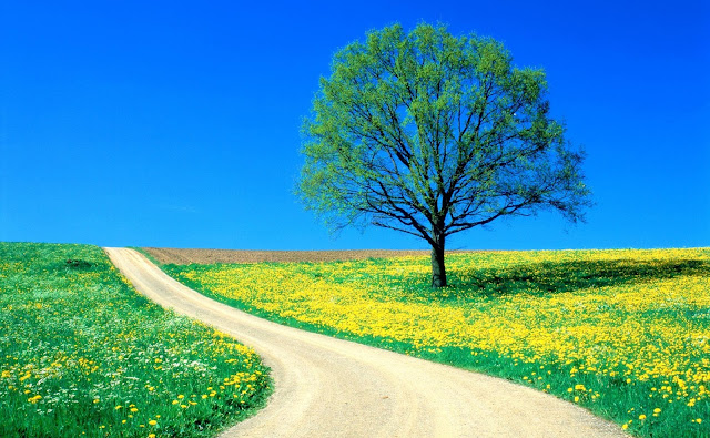 1600x1000, Spring Wallpapers, Nature Wallpapers, Yellow Flowers, Blue Sky, Blooming Flowers, Spring Season Wallpapers, Spring Season Pictures, Spring Seasons Backgrounds, Backgrounds,