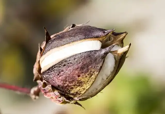 Mercerized cotton