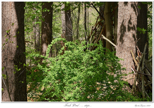 Fresh Pond: ... steps...