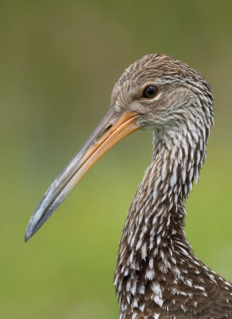 Limpkin - Viera Wetlands, Florida