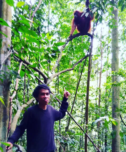 Berfoto Bersama Orangutan Sumatera