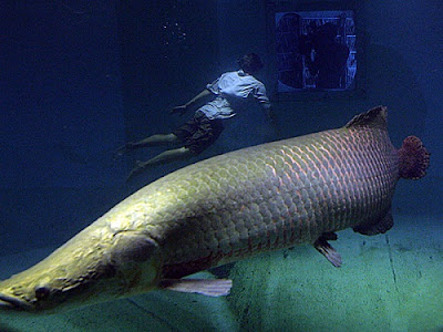 10 Ikan Prasejarah Yang Masih Ada Hingga Sekarang