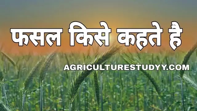 फसल किसे कहते है, फसल की परिभाषा, फसल कितने प्रकार की होती है, फसलों का वर्गीकरण, खरीफ, रबी और जायद फसल किसे कहते है, fasal kise kahte hai, crop in hindi, agriculturestudyy