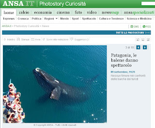 Patagonia, le balene danno spettacolo Italia Promociona Penisola Valdés