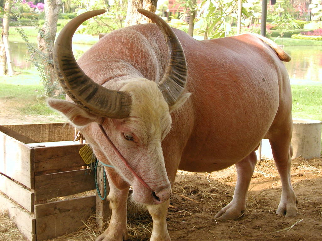 Gambar Kerbau Sawah Kerbau Putih GambarBinatangCom