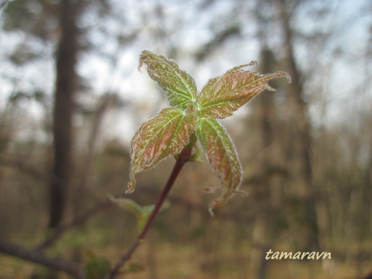 Клён бородатый / Клён бородчатонервный (Acer barbinerve)