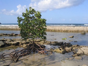 MangroveQueensland-AUS