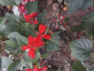 Salvia splendens flower