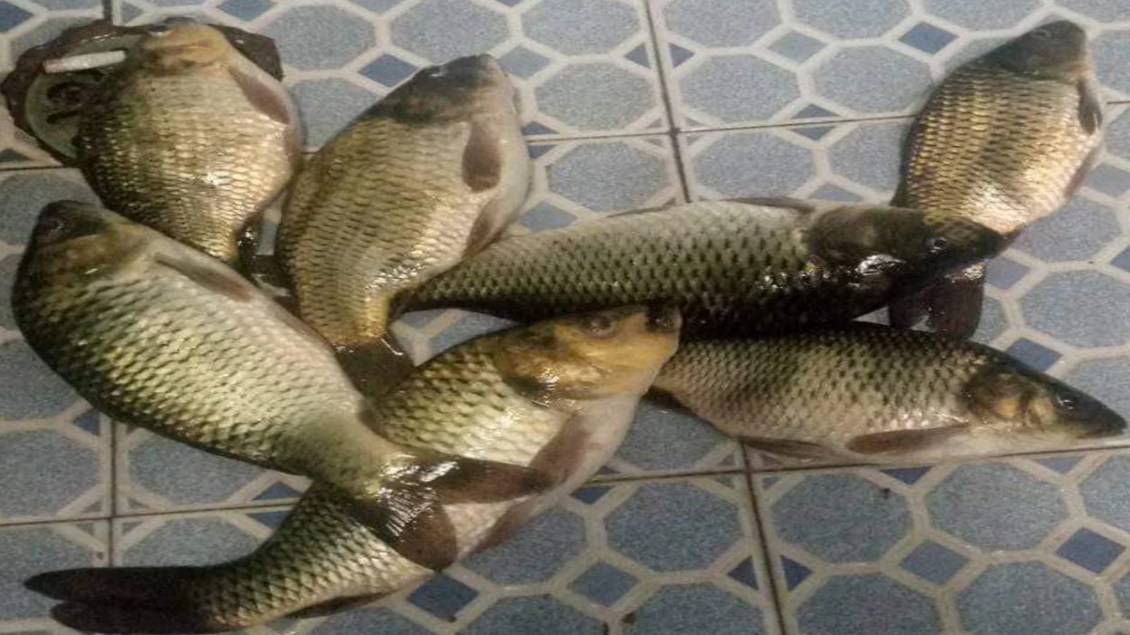 hasil strike ikan pakai umpan racikan untuk ikan mas pakai kinoy susu