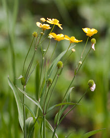 Greater spearwort, Ranunculus lingua, round the arboretum pond at High Elms Country Park, 4 June 2011.