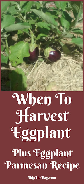 Tips for harvesting eggplants and a delicious recipe for Eggplant Parmesan.