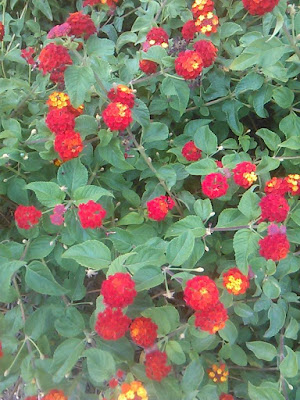 flores de lantana camara