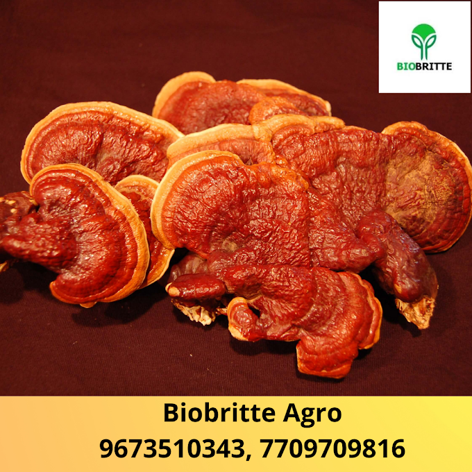 Buy Ganoderma Mushroom Online |Mushroom Spawn Supplier In Saudi Arabia | Scope Of Ganoderma Mushroom In Makkah